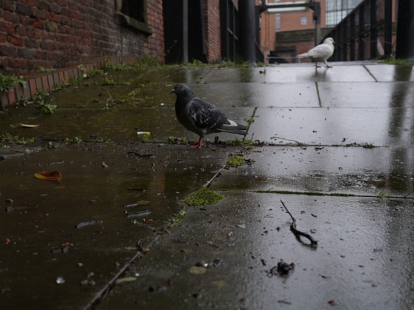 deansgate_canal_dove01